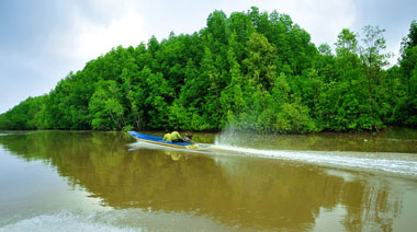 Le parc national de Mui Ca Mau